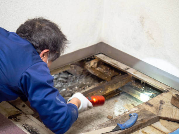 Best Mold Damage Repair  in Parkersburg, IA
