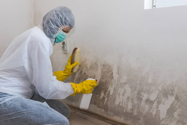 Attic Mold Removal in Parkersburg, IA