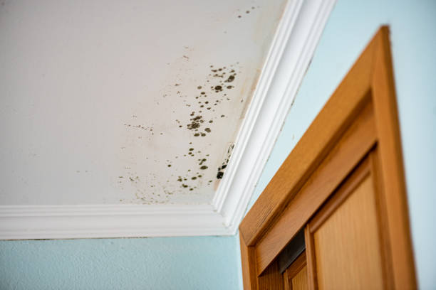 Best Certified Mold Removal  in Parkersburg, IA