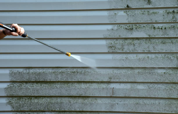 Best Home Mold Removal  in Parkersburg, IA