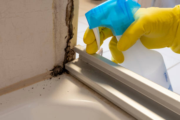 Best Commercial Mold Removal  in Parkersburg, IA