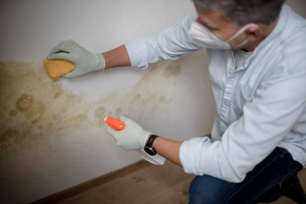 Best Mold Removal Process  in Parkersburg, IA