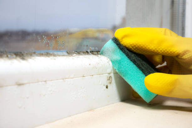 Best Local Mold Removal Service  in Parkersburg, IA