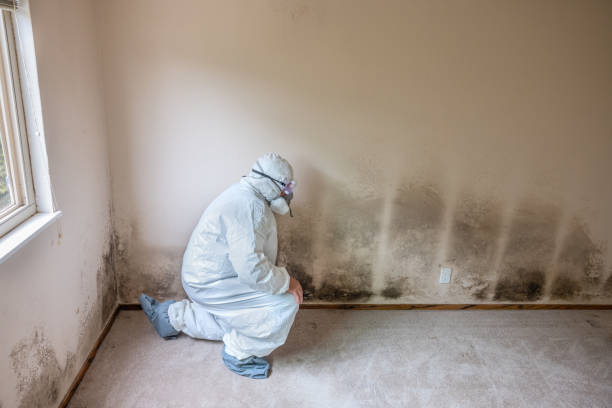 Best Home Mold Removal  in Parkersburg, IA