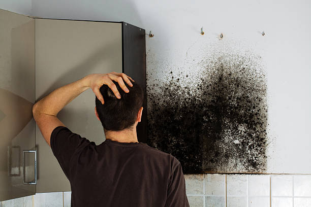 Parkersburg, IA Mold Removal Company