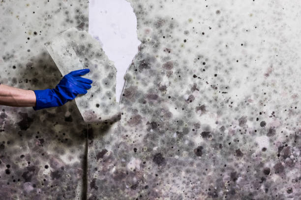 Home Mold Removal in Parkersburg, IA