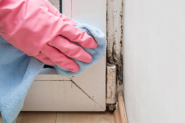 Best Mold Removal Company Near Me  in Parkersburg, IA
