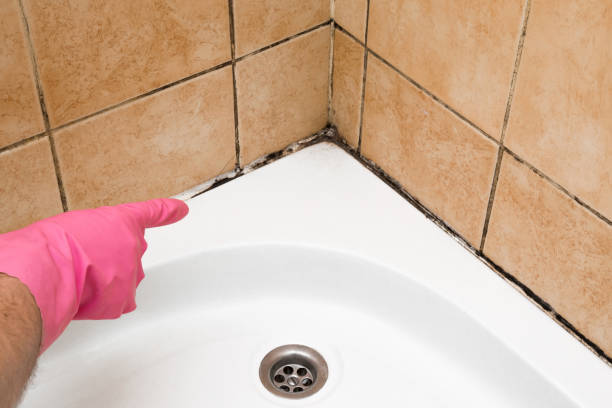 Best Mold Remediation  in Parkersburg, IA